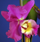 Hawaiian Grandeur 'Melody'